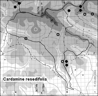 Cardamine_resedifolia_