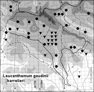 Leucanthemum_gaudinii_barrelieri