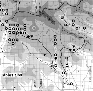 Abies_alba_