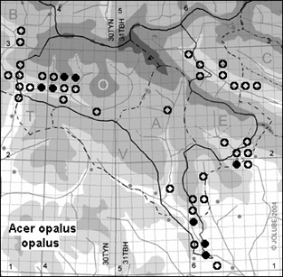 Acer_opalus_opalus