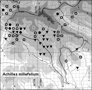 Achillea_millefolium_
