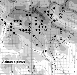 Acinos_alpinus_