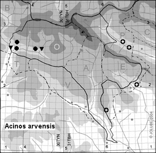 Acinos_arvensis_