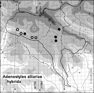 Adenostyles_alliariae_hybrida