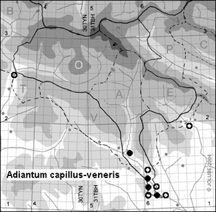 Adiantum_capillus-veneris_