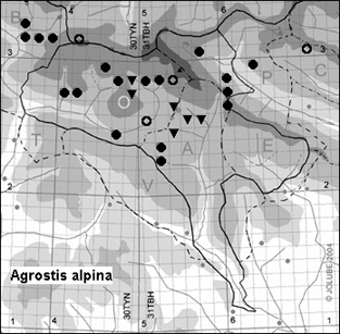 Agrostis_alpina_