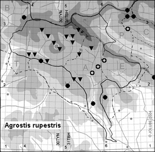 Agrostis_rupestris_