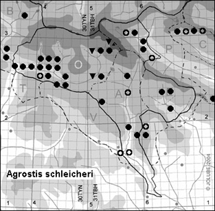 Agrostis_schleicheri_