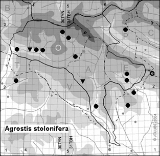 Agrostis_stolonifera_