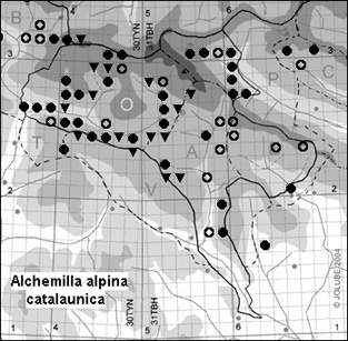 Alchemilla_alpina_catalaunica
