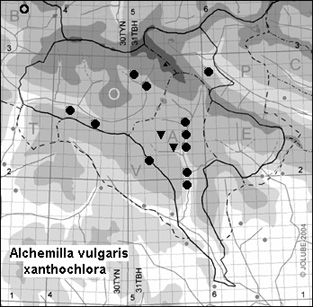 Alchemilla_vulgaris_xanthochlora