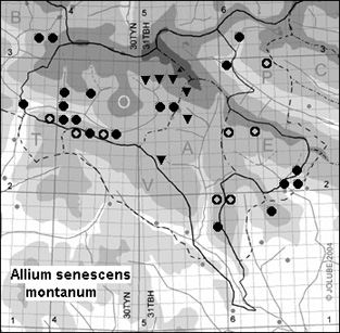 Allium_senescens_montanum
