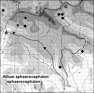 Allium_sphaerocephalon_sphaerocephalon