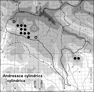 Androsace_cylindrica_cylindrica