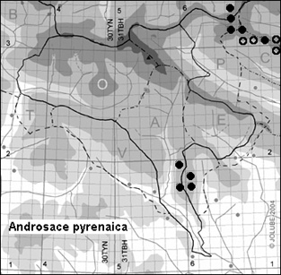 Androsace_pyrenaica_