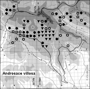 Androsace_villosa_