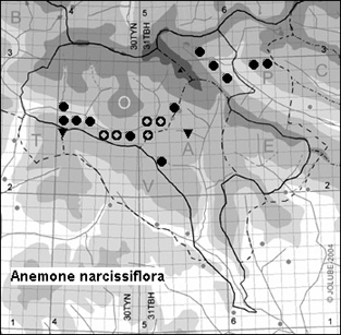 Anemone_narcissiflora_
