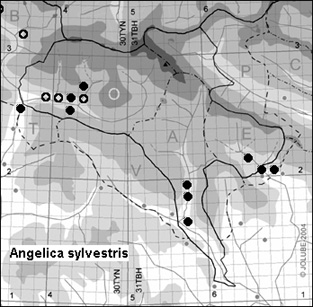 Angelica_sylvestris_