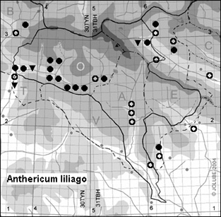 Anthericum_liliago_