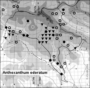 Anthoxanthum_odoratum_