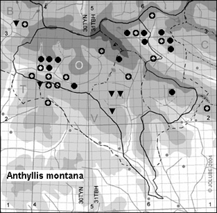 Anthyllis_montana_