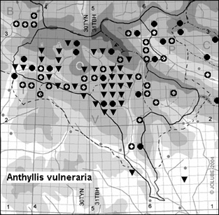 Anthyllis_vulneraria_