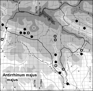 Antirrhinum_majus_majus