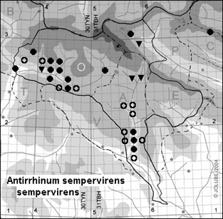 Antirrhinum_sempervirens_sempervirens