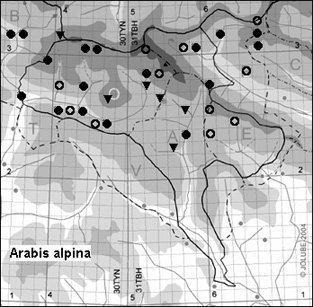 Arabis_alpina_