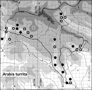 Arabis_turrita_