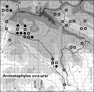 Arctostaphylos_uva-ursi_
