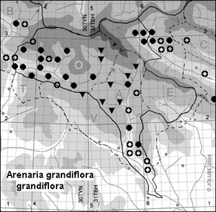 Arenaria_grandiflora_grandiflora