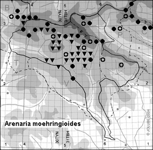 Arenaria_moehringioides_
