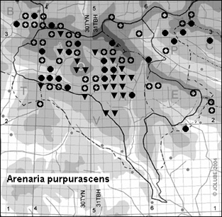 Arenaria_purpurascens_