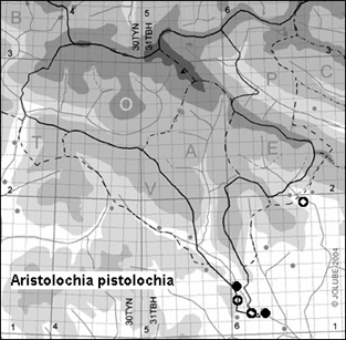 Aristolochia_pistolochia_