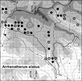 Arrhenatherum_elatius_