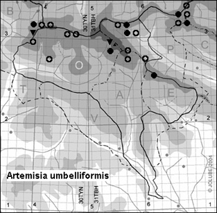 Artemisia_umbelliformis_