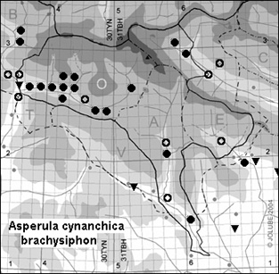 Asperula_cynanchica_brachysiphon