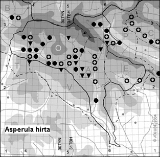 Asperula_hirta_