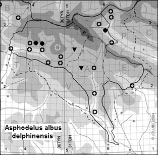 Asphodelus_albus_delphinensis