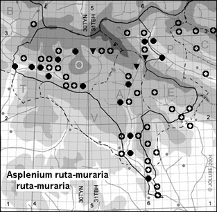 Asplenium_ruta-muraria_ruta-muraria