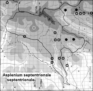 Asplenium_septentrionale_septentrionale