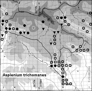 Asplenium_trichomanes_