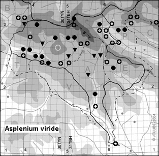 Asplenium_viride_