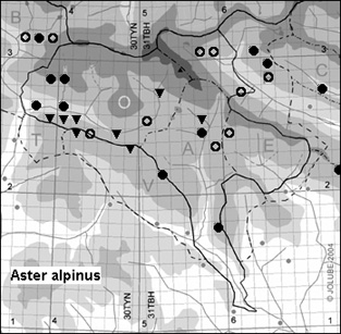 Aster_alpinus_