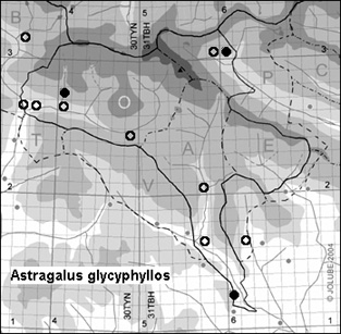 Astragalus_glycyphyllos_
