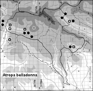 Atropa_belladonna_