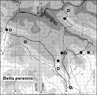 Bellis_perennis_