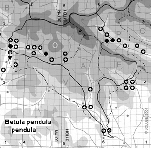 Betula_pendula_pendula