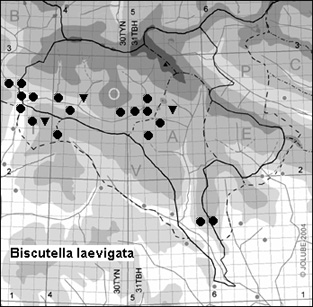 Biscutella_laevigata_